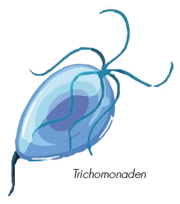Trichomonaden